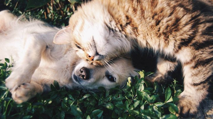 animals de companyia